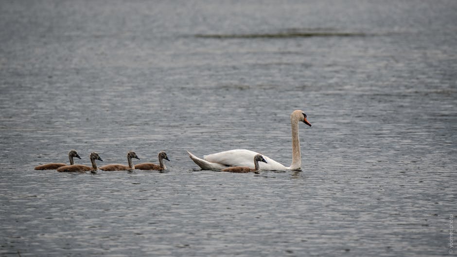 Wasser für Babys ab wann?