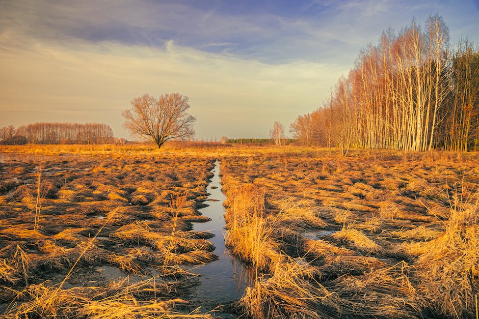 Wasser für den Körper: Warum wir es brauchen