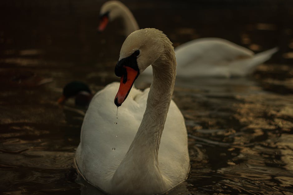  Öl und Wasser mischen sich nicht - warum?