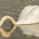 Gesundheitliche Vorteile von viel Wasser trinken