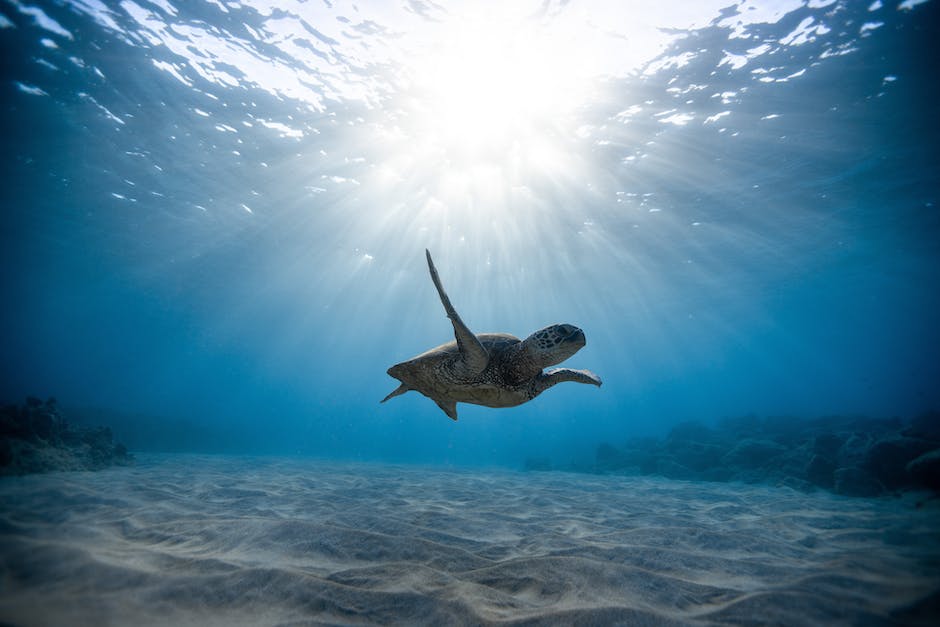 Wie lange können Wale unter Wasser bleiben?