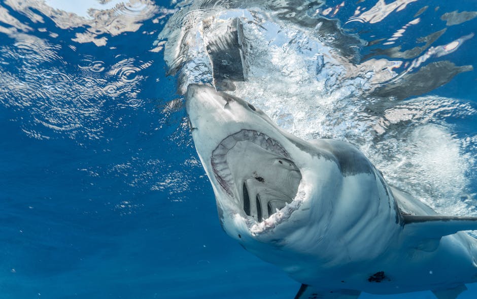 Wie lange können Delfine unter Wasser anhalten?