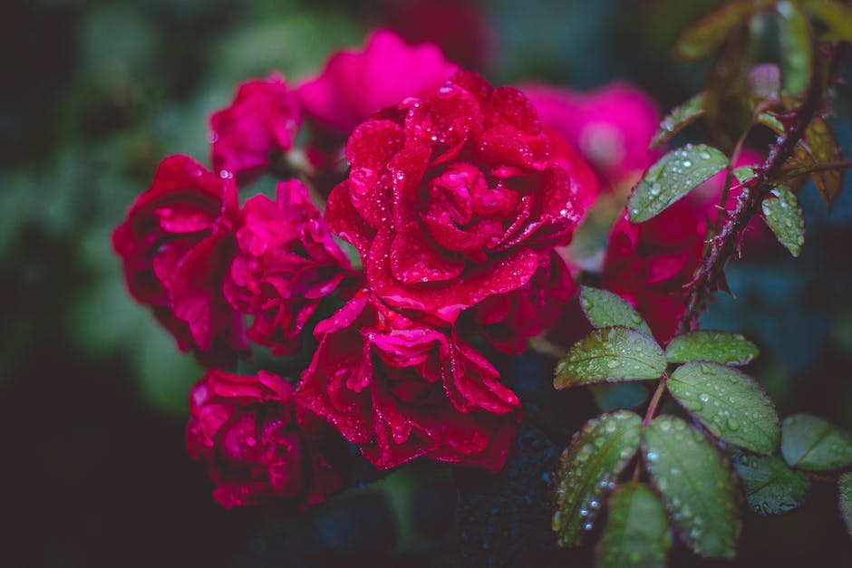  Blumen ohne Wasser überlebensdauer