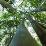 Wasserbedarf von Bambus im Kübel