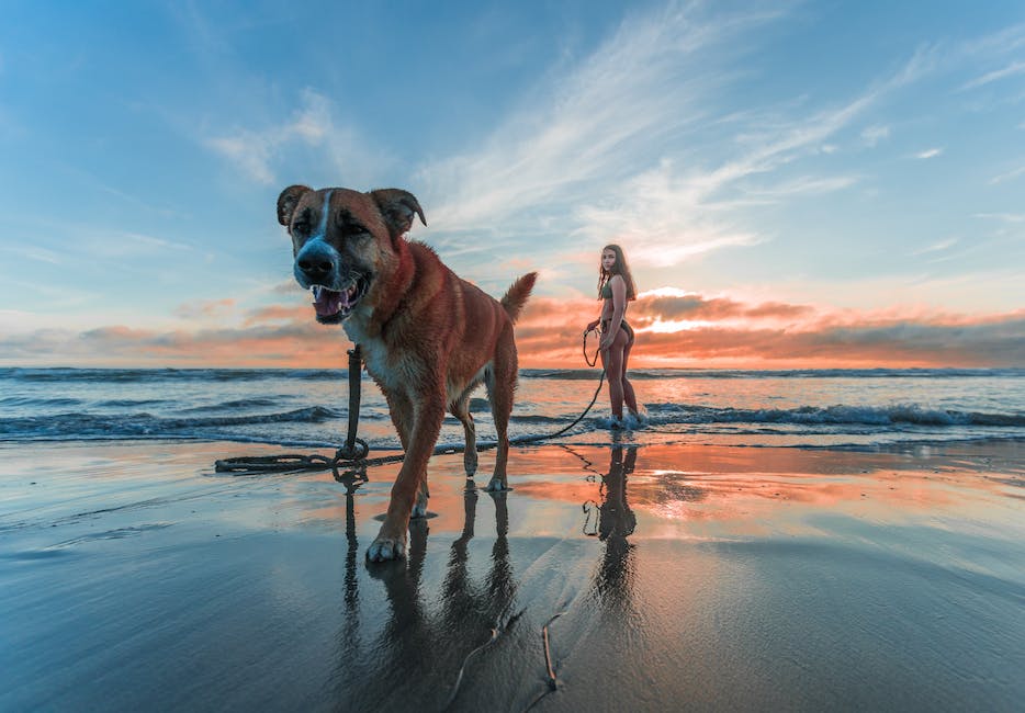 Wasserbedarf von Hunden